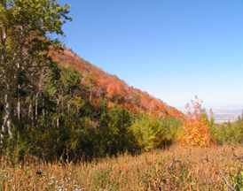 Autumn Colors: Fall Colors in Cache County Photo © 2006 Bridgerland Audubon Society