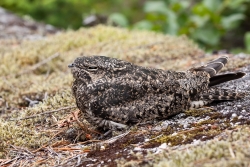 Click to view the larger image of Common Nighthawk. Courtesy Wikimedia and Gavin Keefe Schaefer, Photographer