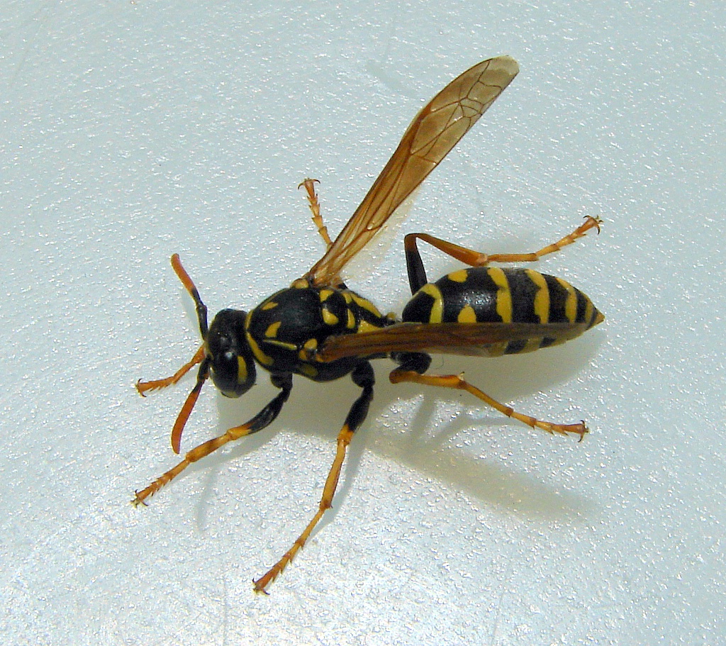 Adult Poliste Paper Wasp, Courtesy and Copyright 2009 Jim Cane - All Rights Reserved