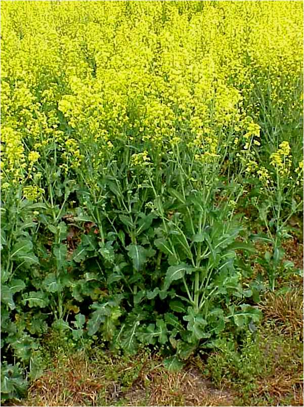 Click to view a larger picture; Dyer's Woad in blossom courtesy and copyright 2009 Brad Kropp - as found on bugwood.org