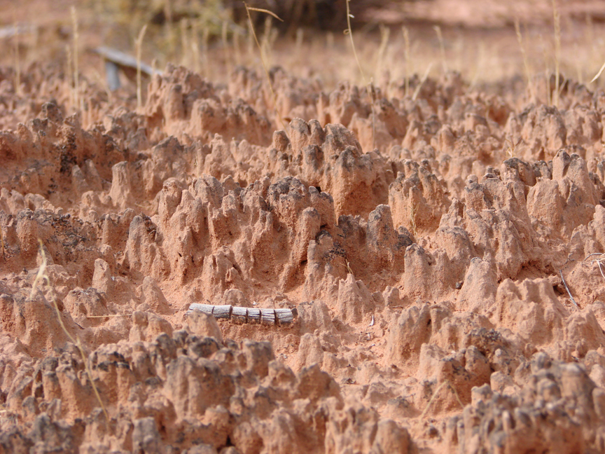 Click to view larger image of Cryptobiotic Soil Crust, Photo Courtesy and Copyright Mark Larese-Casanova