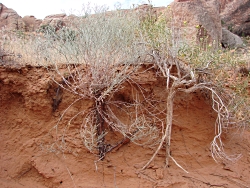 Amazing Adaptations of Utah’s Desert Plants: Click to view larger image of Tap roots that grow deep into the soil to reach groundwater, Photo Courtesy and Copyright Mark Larese-Casanova, Photographer