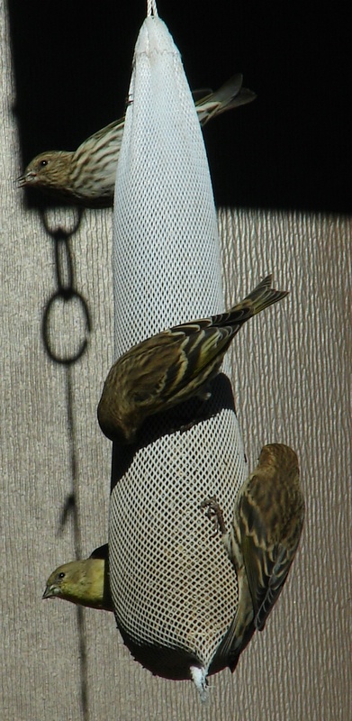 Bird Feeding: Pine Siskins and an American Goldfinch feed on thistle from a sock feeder, Copyright 2008 Jim Cane, Photographer
