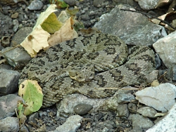 Don't tread on me! Great Basin Rattlesnake Courtesy & Copyright © 2009 Holly Strand