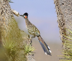 Click for a larger view of a Greater Roadrunner on a Joshua Tree, Beaver Dam Slope in Washington County, UT. Courtesy and Copyright 2013 Jeff Cooper