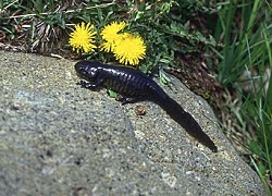 Adult tiger salamander, Copyright and courtesy of Richard Fridell, Utah Division of Wildlife Resources