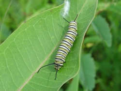 Click to view a closer view of a Monarch butterfly caterpillar, (Danaus plexippus), Courtesy US FWS, images.fws.gov