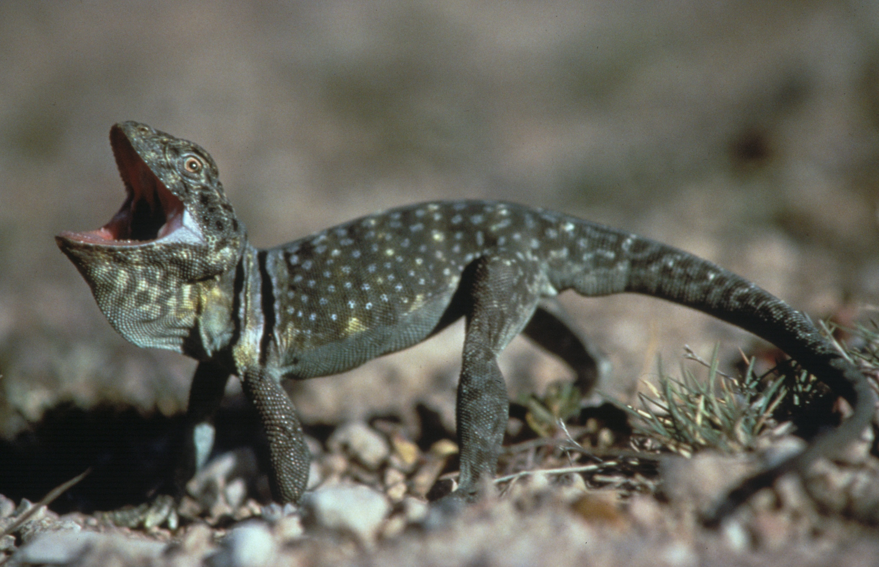 Desert Animals-Extreme Survivors: Collared lizard, Photo Courtesy US FWS, Lawrence Gamble, Photographe