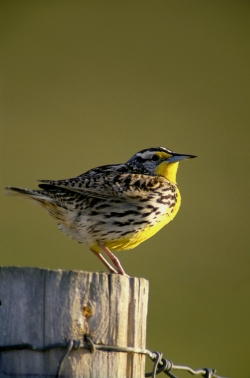 Songs of the Western Meadowlark, Poorwill and Canyon Wren