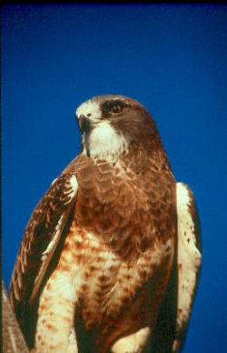 Swainson's Hawk, (Buteo swainsoni), Photo Courtesy US FWS