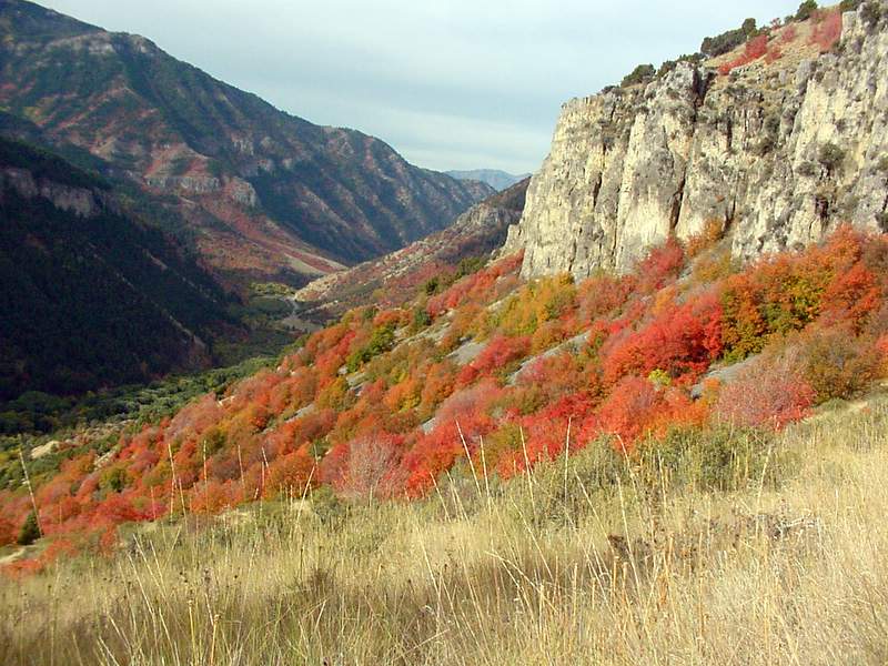 Click for a closer view of Fall color in Logan Canyon, Courtesy and Copyright Linda Kervin