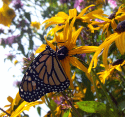 Click to view a closer view of Andrea Liberatore's photograph of a Monarch butterfly (Danaus plexippus).  Courtesy and Copyright 2009 Andrea Liberatore, Photographer