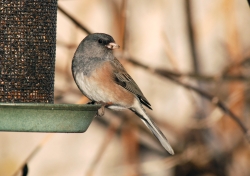 Click for a larger view of a Dark-eyed ''Pink Sided'' Junco, Junco hyemalis mearnsi, Courtesy and copyright 2011 Ryan P. O'Donnell