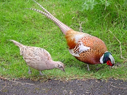 wikimedia.Male_and_female_pheasant.250x188.jpg