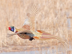 wikimedia.Manske.Ringnecked_pheasant_flying_USFWS.250x189.jpg