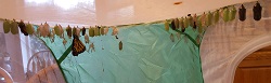 Monarch Butterfly Chrysalis, Courtesy and Copyright Becky Yeager, Photographer