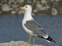 A Moment to Think About Our State Bird: California Gull, Courtesy and Copyright 2003 Jack Binch - All Rights Reserved