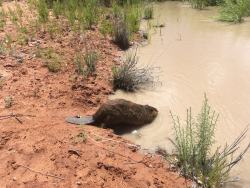 Adult beaver being released into Utah desert rivers after they have been equipped with radio-transmitter and PIT-tags in their tails. Researchers can then use radio telemetry to track the movement of the beavers. Courtesy & © Emma Doden, Photographer