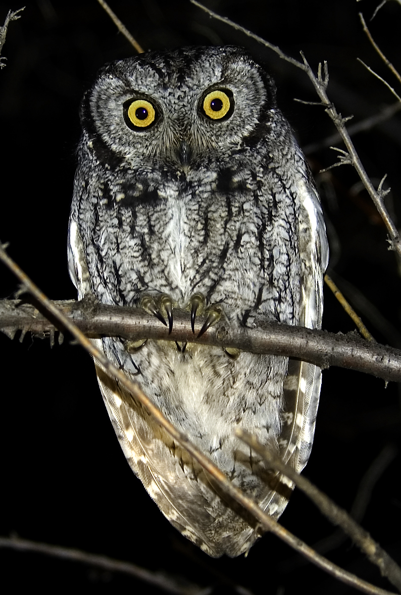 Western Screech Owl Courtesy & Copyright Lu Giddings