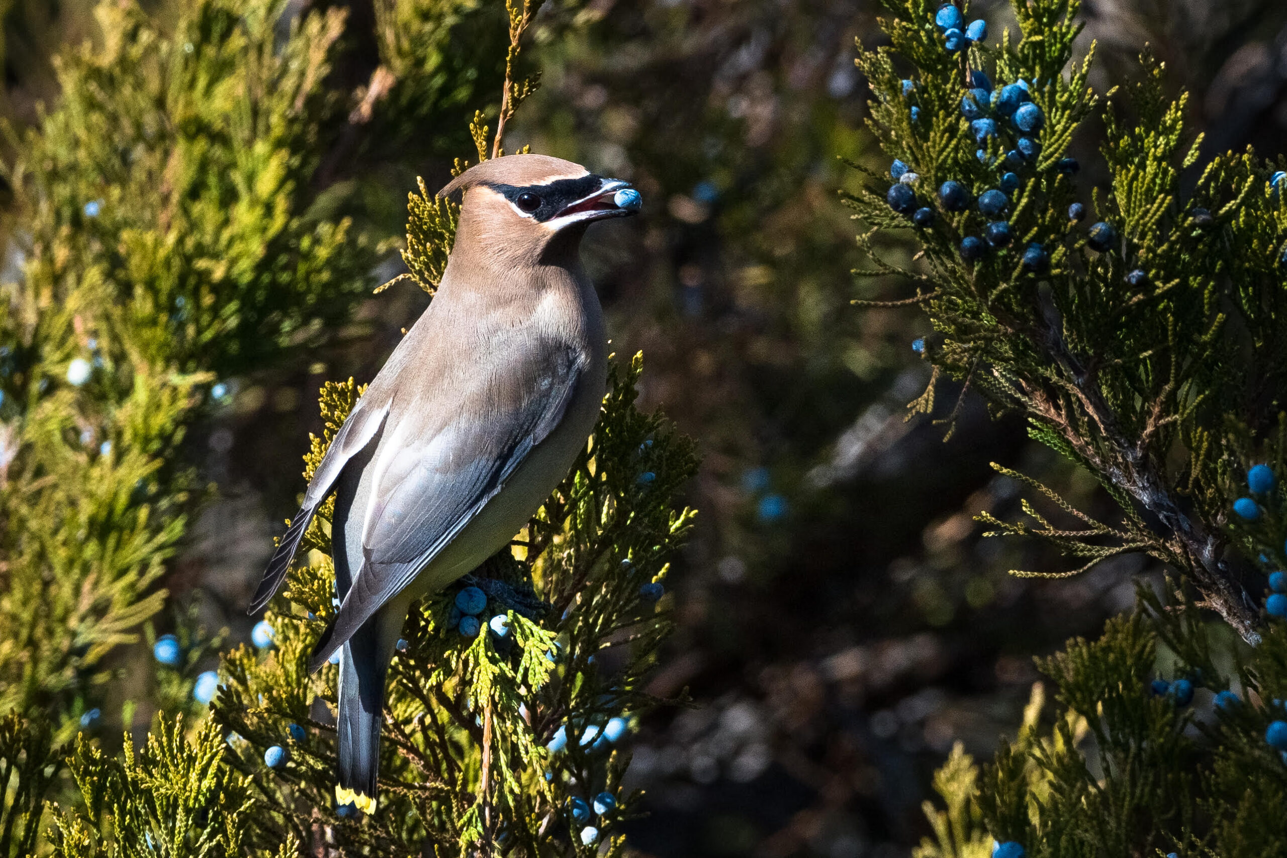 The Audubon Society for the Protection of Birds is Counting Birds for Conservation: Cedar Waxwing eating Juniper Berry, Courtesy & Copyright Jimmie Grutzmacher, Photographer