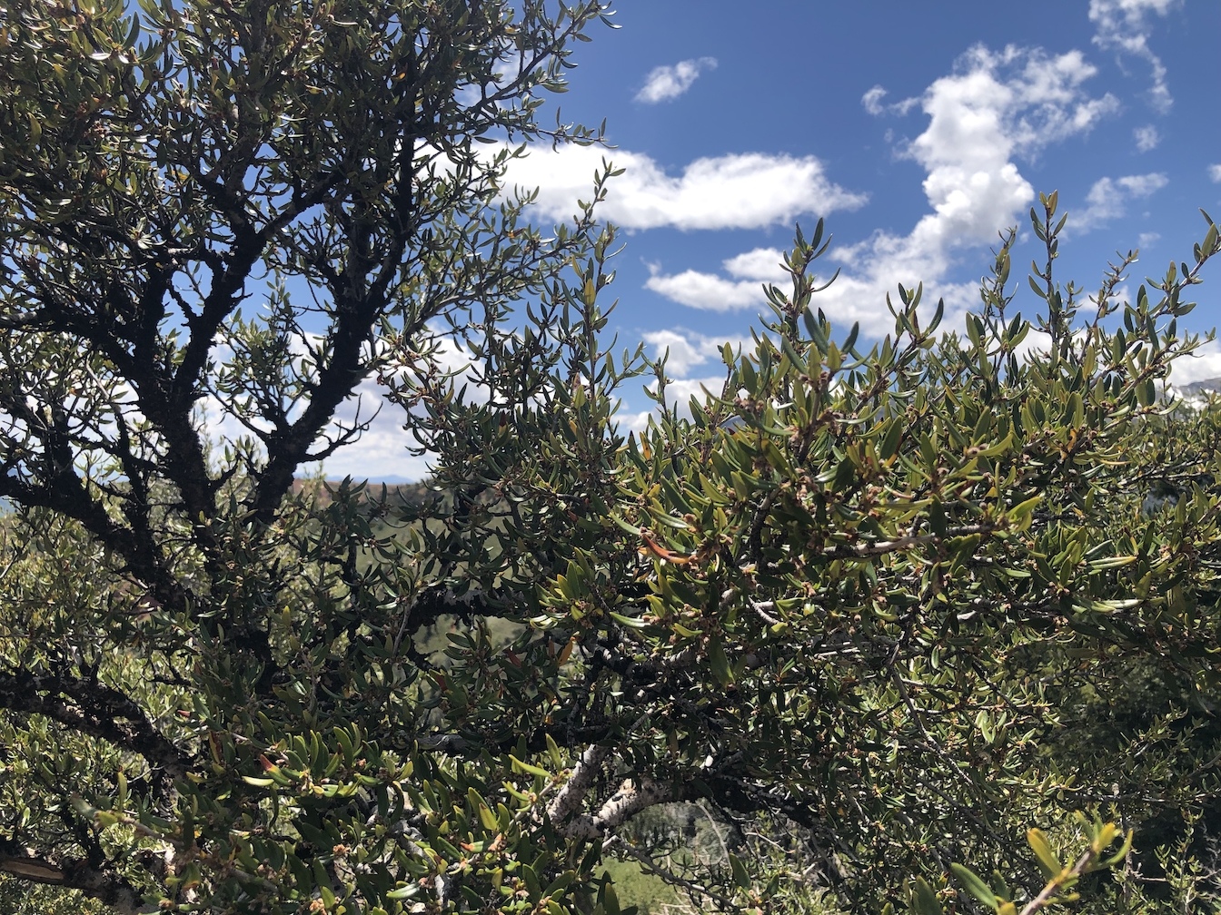 Click for a larger view in a new tab or window Curl-leaf Mountain Mahogany Tree Devil's Kitchen Trail, Nebo Loop, Utah (Mt Nebo to the right) Courtesy & Copyright Lyle Bingham, Photographer