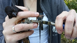 Metal leg bands with unique numbers are attached to each bird, like this spotted towhee (Pipilo maculatus), allowing individuals to be identified in the future if they are recaptured.