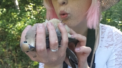 A mourning dove is examined closely by a scientist at the Red Butte Canyon bird banding station. Courtesy & Copyright Jessie Bunkley, Photographer