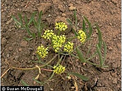 Nineleaf Biscuitroot, Lomatium triternatum Courtesy USDA, Susan McDougall, Photographer