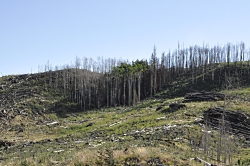 Aspen Seedlings on the Brian Head Fire Footprint: A few remaining aspen trees standing after the Brian Head fire Courtesy & Copyright Karen Mock, Photographer