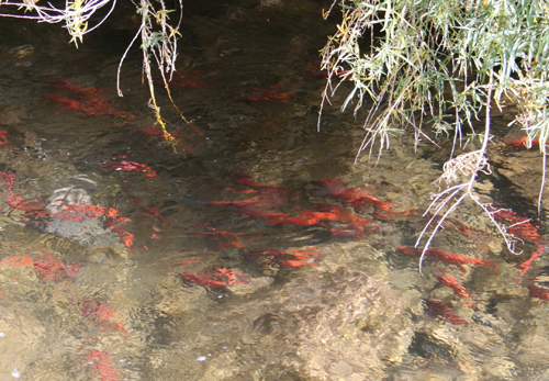 Kokanee Salmon above Porcupine Reservoir, Photo Courtesy and Copyright 2008 Mary-Ann Muffoletto