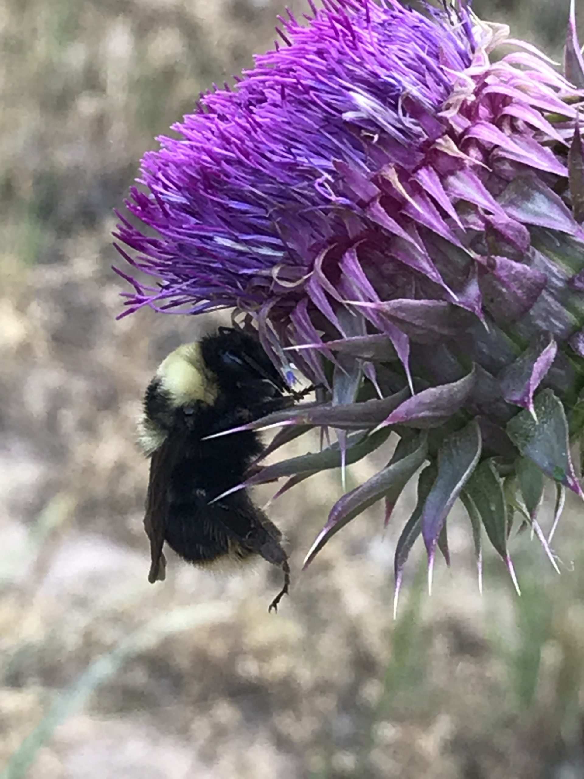 Pollinators Attracted to Thistle Courtesy & © Shannon Rhodes, Photographer