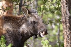 Shiras Moose with Moose Ticks Courtesy & Copyright Sam Robertson