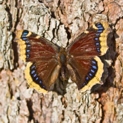 Click for a larger view in a new tab or window Mourning cloak butterfly (pinned), Courtesy & Copyright Don Rolfs 2010