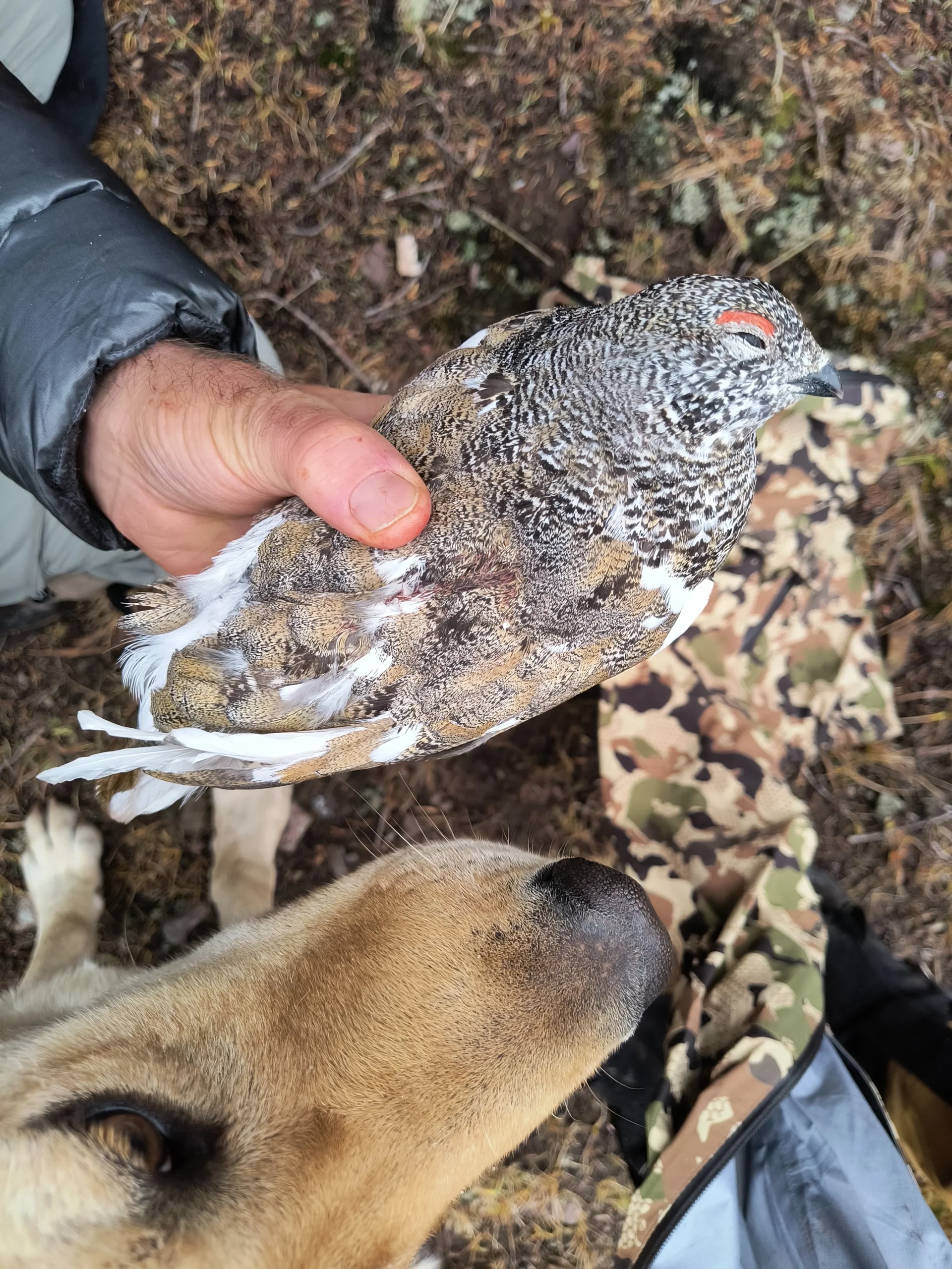 Joseph holding a White-tailed Ptarmigan while his Lab Blue ensures the bird is secure Courtesy & Copyright Joseph Kozlowski, Photographer