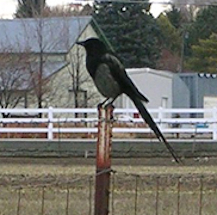 A Dark Black-billed Magpie, Courtesy Bridgerland Audubon Society Library, Stephen Peterson, Photographer Magpies a.k.a. Holstein Pheasants: A Dark Black-billed Magpie, Courtesy Bridgerland Audubon Society Library, Stephen Peterson, Photographer