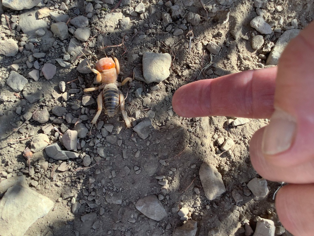 Jerusalem Cricket (Orthoptera: Stenopelmatidae) Courtesy & Copyright Marty Reeder, Photographer