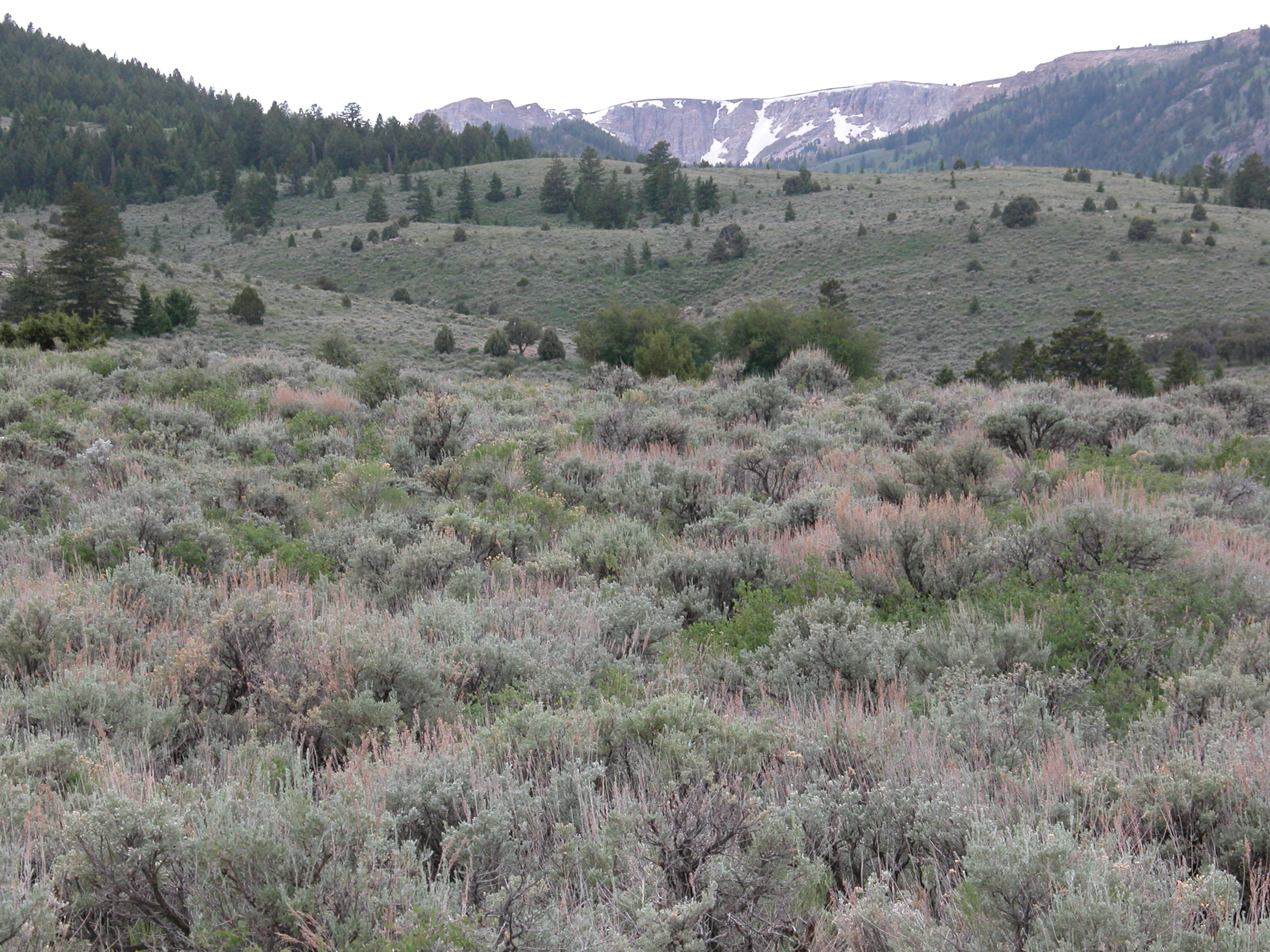Sagebrush near Raft River, UT