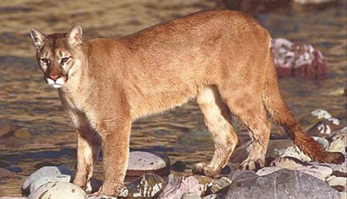 Cougar or Mountain Lion(Felis concolor). Courtesy US FWS