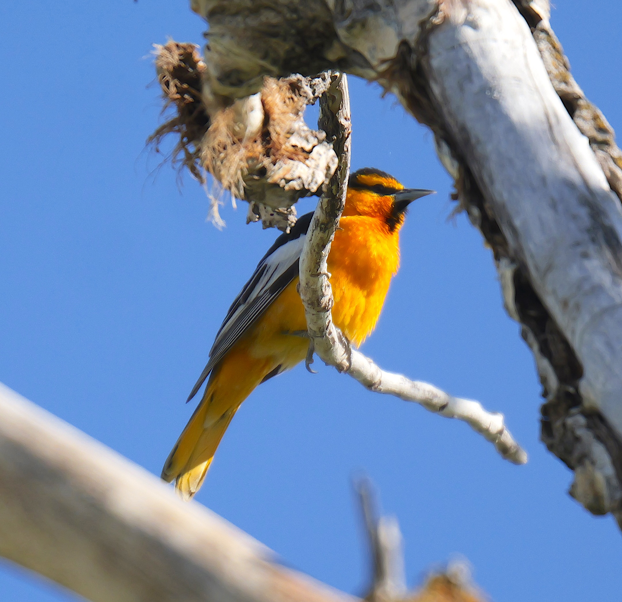 Male Bullocks Oriole (Icterus bullockiorum) Courtesy & Copyright Joseph Kozlowski, Photographer