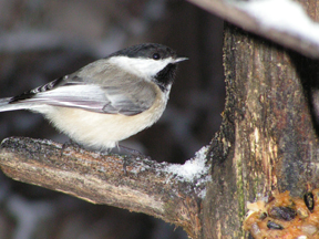 Click for a larger view in a new tab or window A Black-capped Chickadee, Courtesy & Copyright Stephen Peterson, Photographer