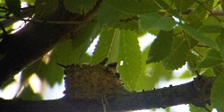Young Black-chinned Hummingbird with beak hanging out of nest Archilochus alexandri Copyright © 2010 Lyle Bingham