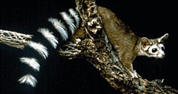 Ringtail (Bassariscus astutus), Photo Courtesy US BLM