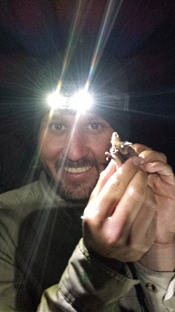 Adam Brewerton, the conservation biologist for the Utah Division of Wildlife Resources Northern region, holds a Townsend’s big-eared bat after taking measurements and examining her. Courtesy and © Jessie Bunkley, Photographer