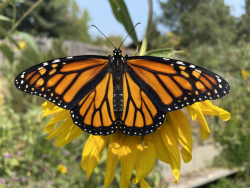 Monarch on Sunflower Courtesy & Copyright 2020, Jennifer Burghardt Dowd, Photographer https://raeenvironmentalinc.org