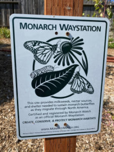 Monarch Waystations - Wild About Utah