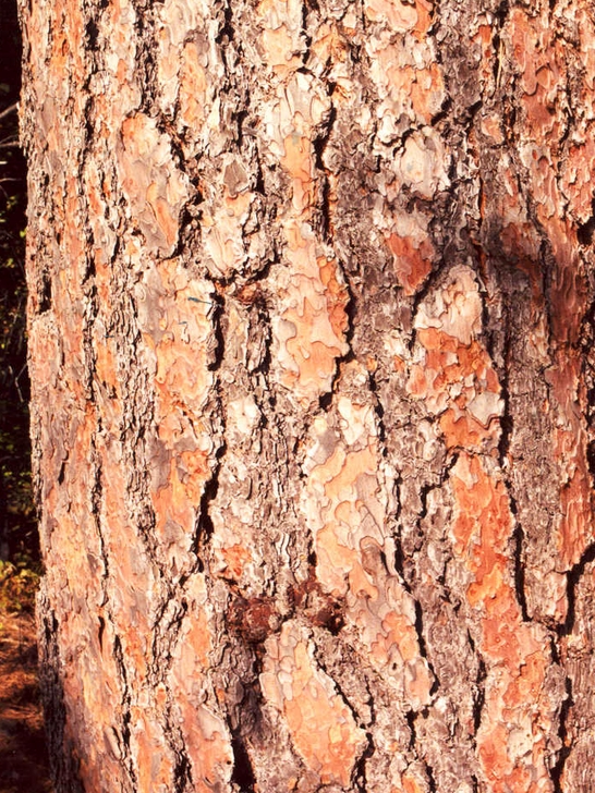Ponderosa Pine Bark Courtesy USDA Forest Service