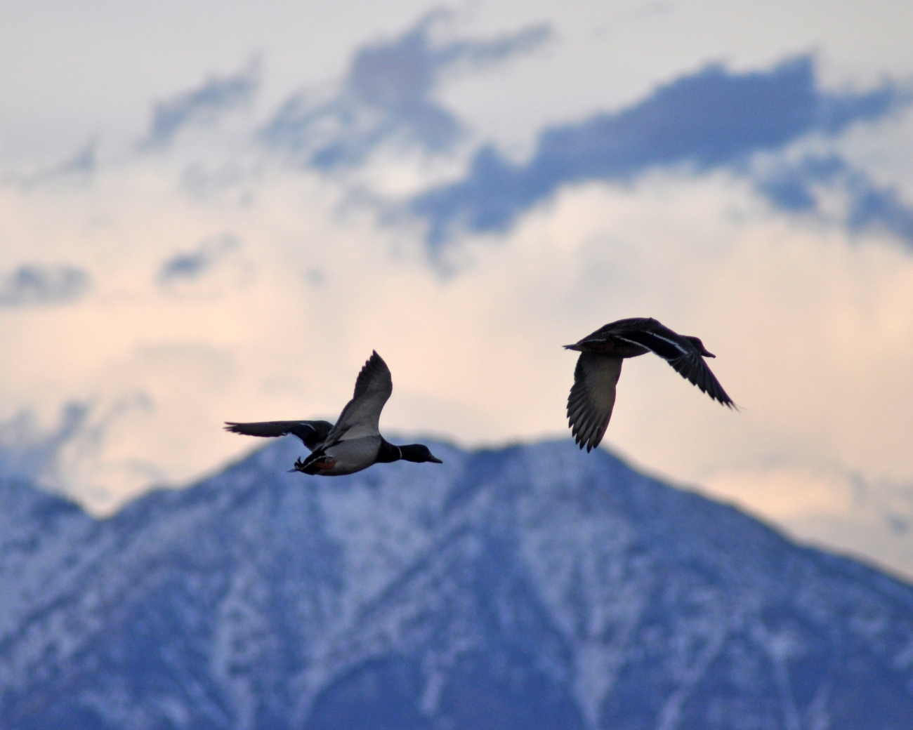 Two Mallards Flying from Forest Street, Bear River Migratory Bird Refuge, Courtesy US FWS, Sheryl Ritter, Photographer