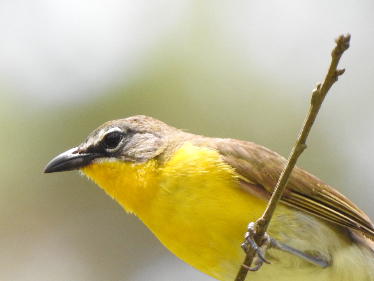 Yellow-breasted Chat, (Icteria virens), Courtesy US FWS