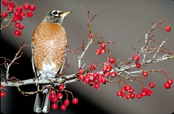 Winter songs: American Robin Turdus migratorius Courtesy US FWS Dr. Thomas G. Barnes, Photographer