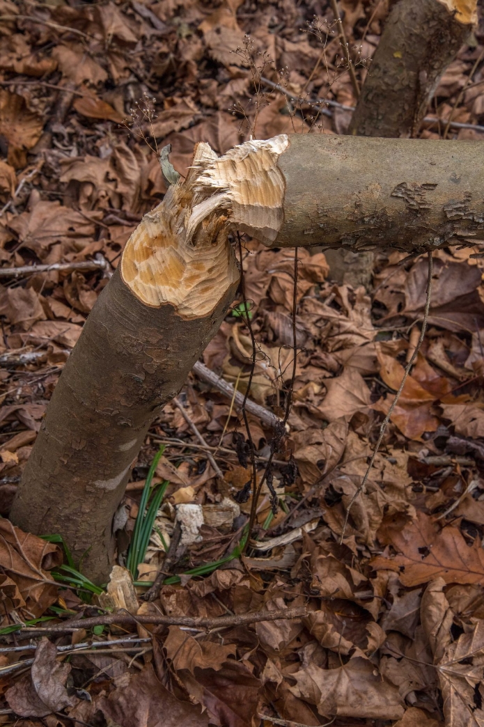 Beaver-Chewed Tree Courtesy US FWS, Brett Billings, Photographer
